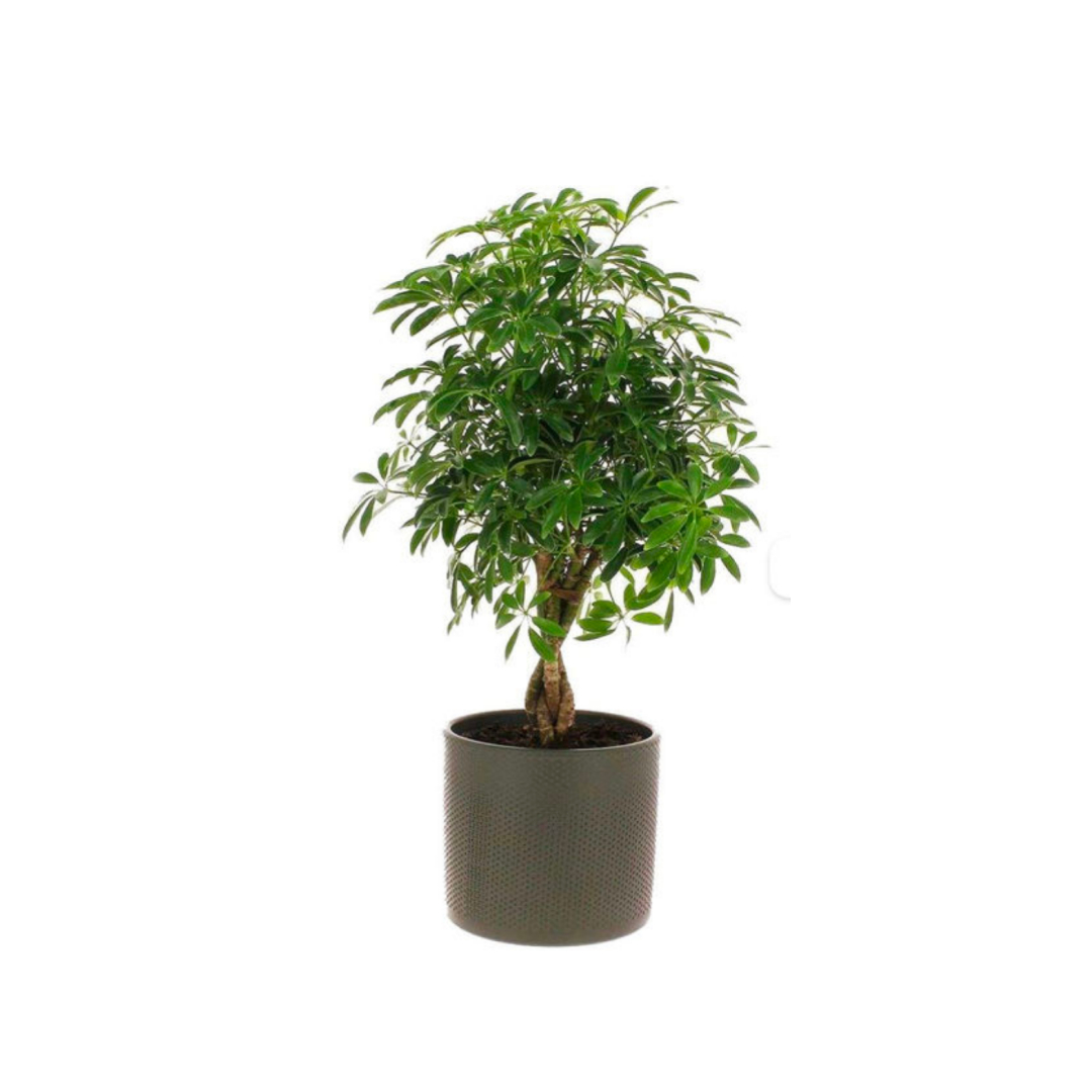 Florajet – SCHEFFLERA Florajet – SCHEFFLERA