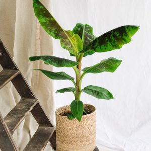 Grande Plante – Bananier Musa Grande Plante – Bananier Musa