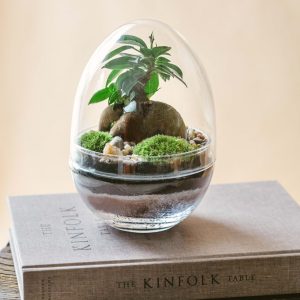 Terrarium – BOHOL – Terrarium S Terrarium – BOHOL – Terrarium S