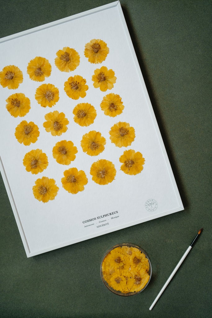 Herbarium – Herbier Cosmos Jaune Herbarium – Herbier Cosmos Jaune