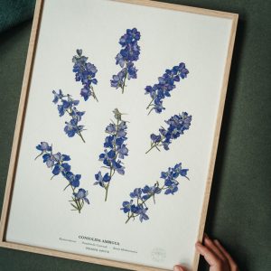 Herbarium – Herbier Dauphinelle Consoude Violette