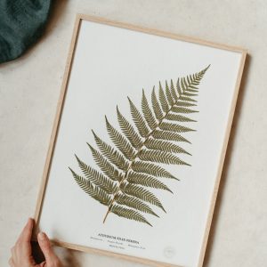 Herbarium – Herbier Fougère Femelle
