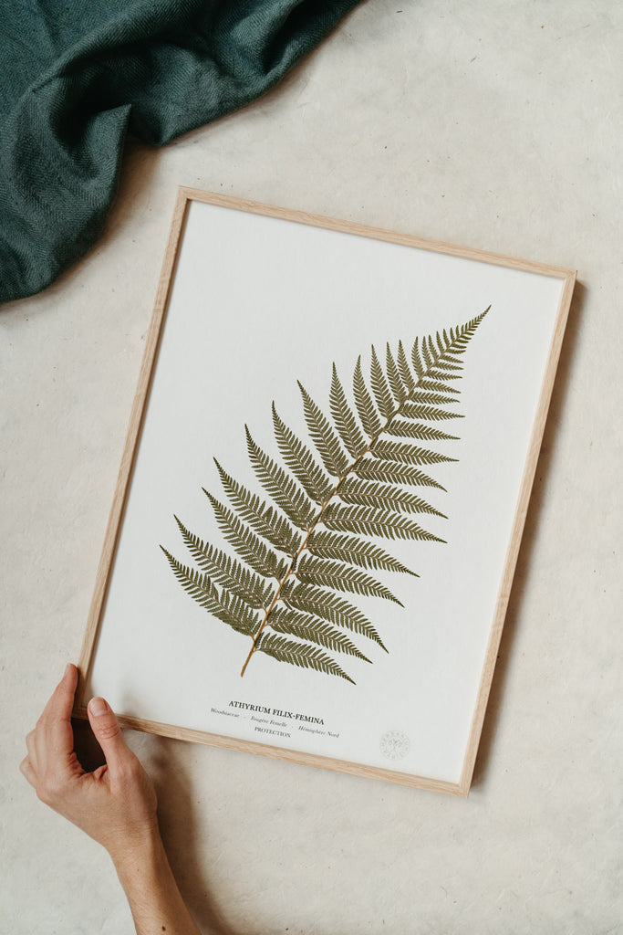 Herbarium – Herbier Fougère Femelle Herbarium – Herbier Fougère Femelle