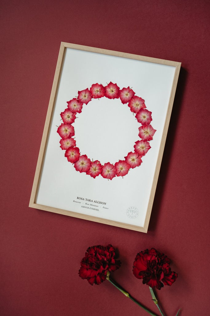 Herbarium – Herbier Rose miniature Herbarium – Herbier Rose miniature