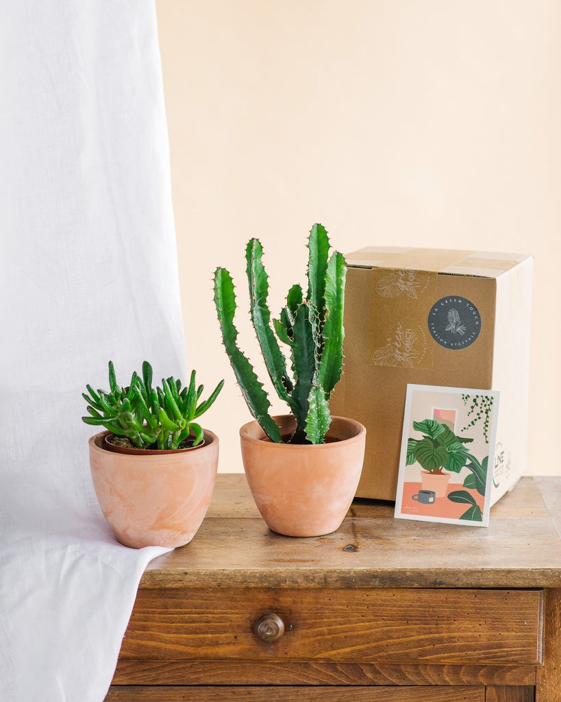 Abonnement – La Green Box – Abonnement Cactus & Succulentes Abonnement – La Green Box – Abonnement Cactus & Succulentes