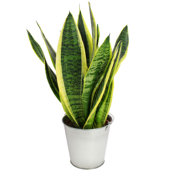 Florajet – LANGUE DE BELLE MERE + POT ZINC Florajet – LANGUE DE BELLE MERE + POT ZINC