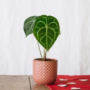 Bundle – Anthurium Clarinervium et son cache-pot rose Bundle – Anthurium Clarinervium et son cache-pot rose