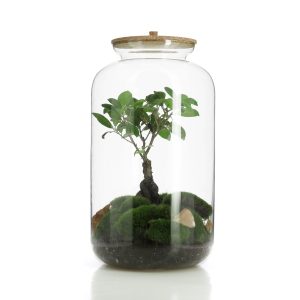 Nature & Découvertes – Grand terrarium Ficus Microcarpa Nature & Découvertes – Grand terrarium Ficus Microcarpa