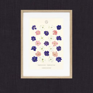 MaisonFolium – Herbier Fleurs Séchées Dauphinelle MaisonFolium – Herbier Fleurs Séchées Dauphinelle