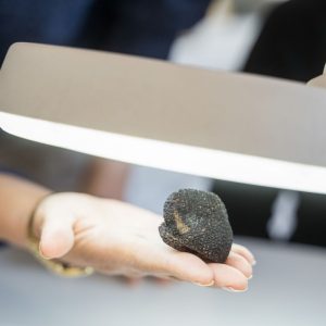 Atelier Wecandoo – Visitez une truffière et dégustez ! Atelier Wecandoo – Visitez une truffière et dégustez !
