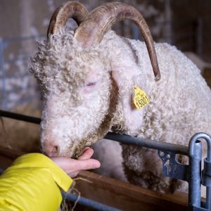 Atelier Wecandoo – Une journée dans un élevage de chèvre angora