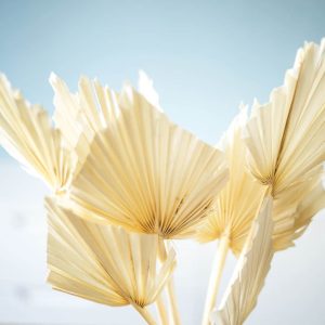 réconciliation végétale – Fleurs séchées palmes blanches x10