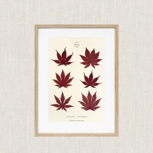 MaisonFolium – Herbier Erable Japonais MaisonFolium – Herbier Erable Japonais