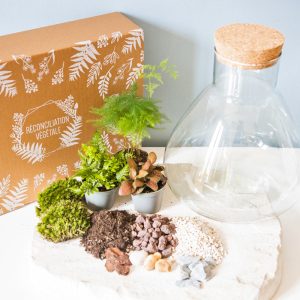 réconciliation végétale – Kit diy terrarium 3 plantes aspargus