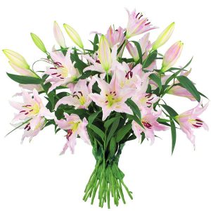 Florajet – PLUME Florajet – PLUME
