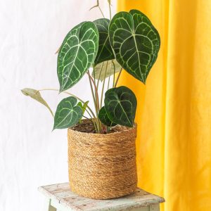 La Green Touch – Plante Grand Anthurium Clarinervium La Green Touch – Plante Grand Anthurium Clarinervium