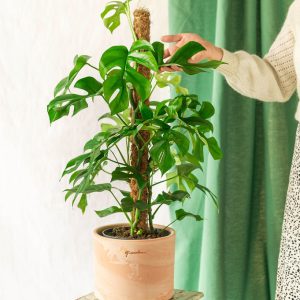 La Green Touch – Plante Grand Monstera minima sur tuteur La Green Touch – Plante Grand Monstera minima sur tuteur