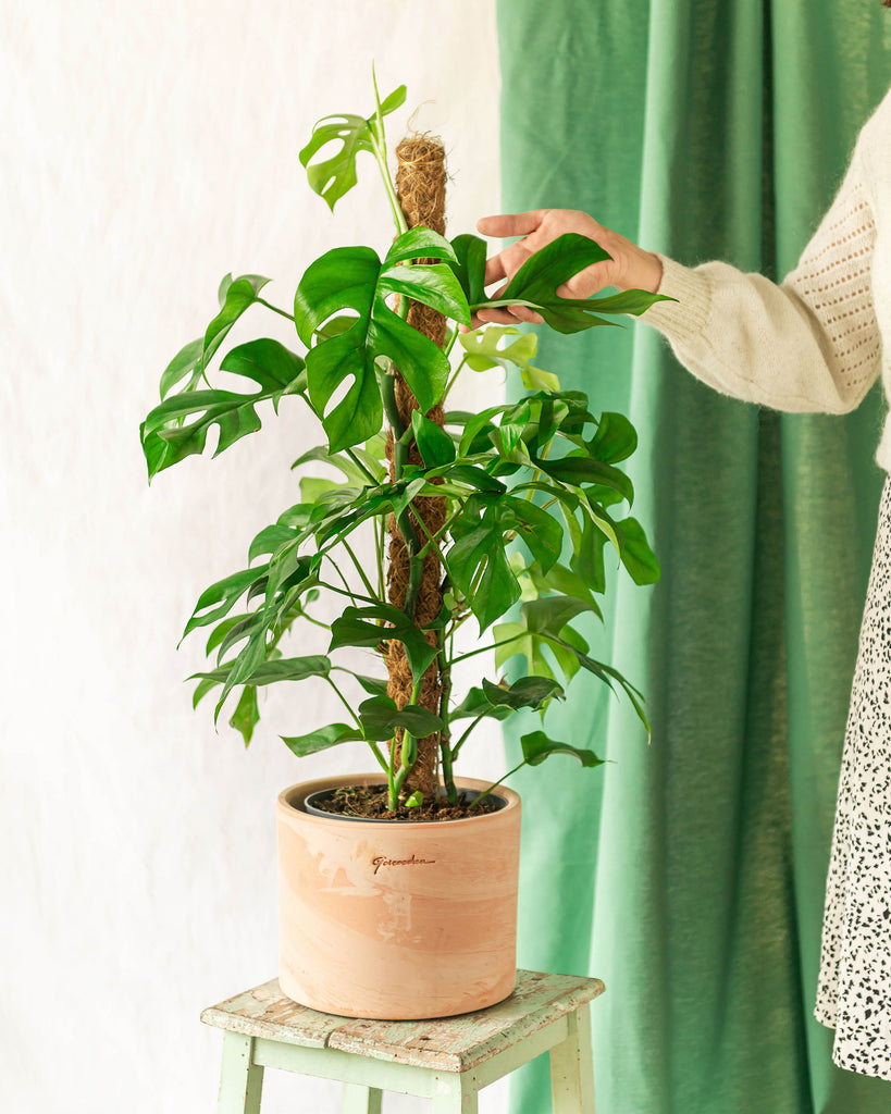 La Green Touch – Plante Grand Monstera minima sur tuteur La Green Touch – Plante Grand Monstera minima sur tuteur
