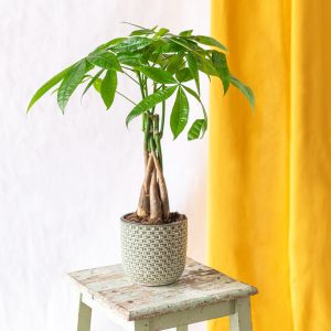 La Green Touch – Plante Pachira M La Green Touch – Plante Pachira M