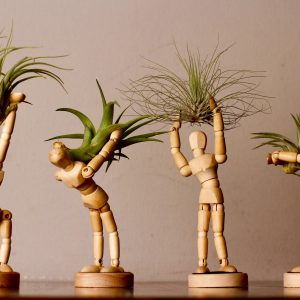 AryPlants – Unique Planters AryPlants – Unique Planters