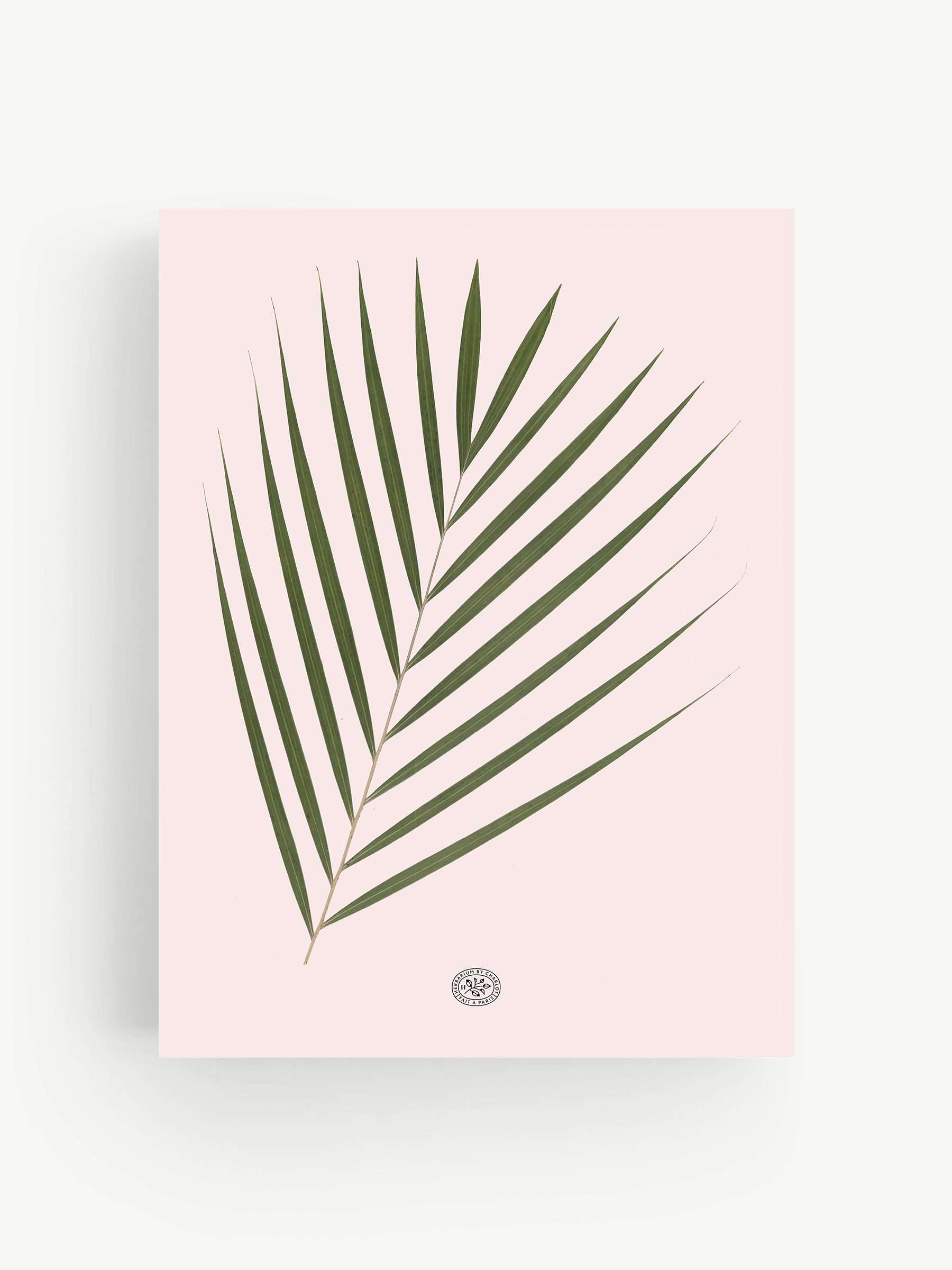 Herbarium – Herbier Palmier fond rose Herbarium – Herbier Palmier fond rose