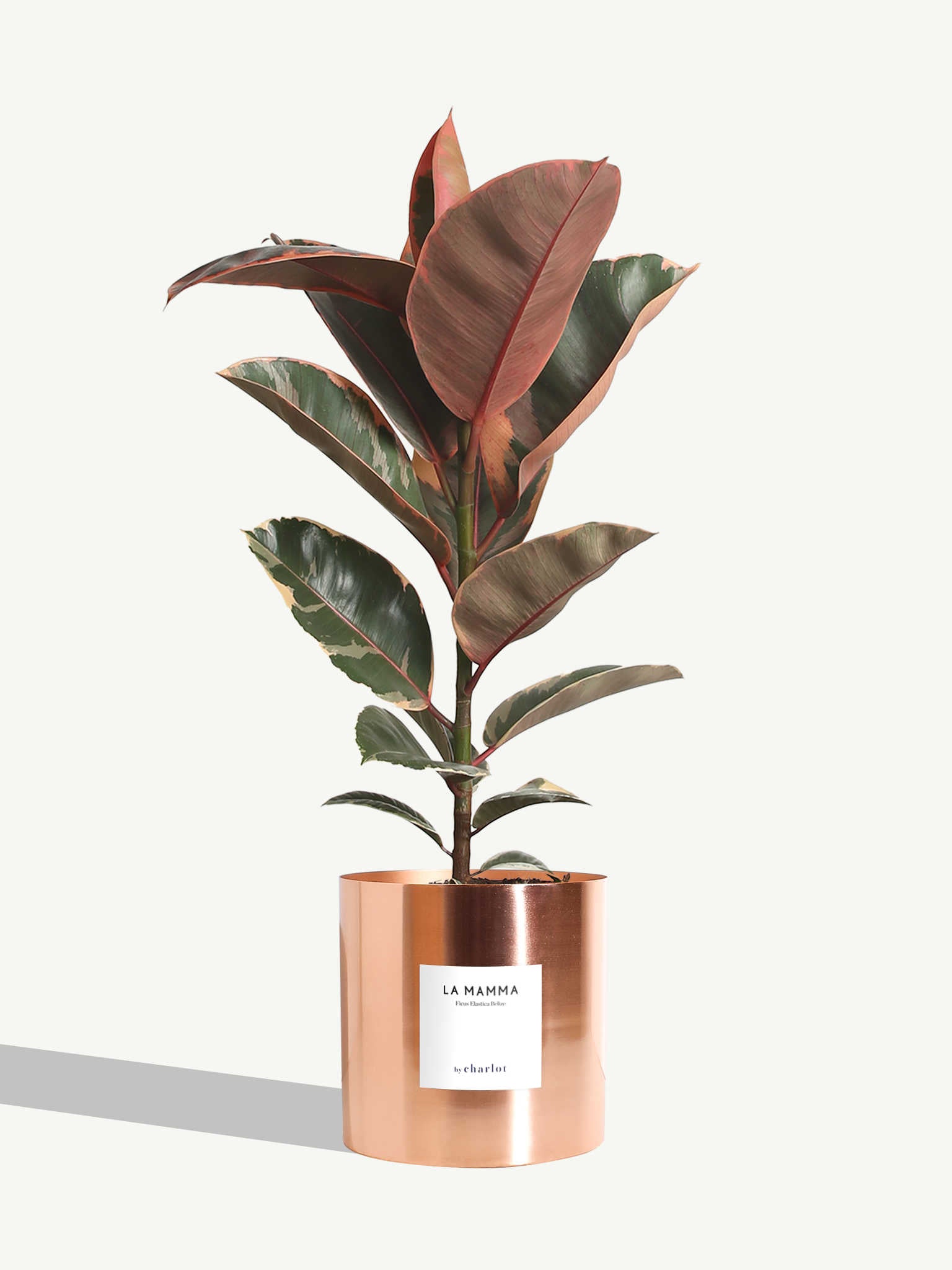 Herbarium – La Mamma Herbarium – La Mamma