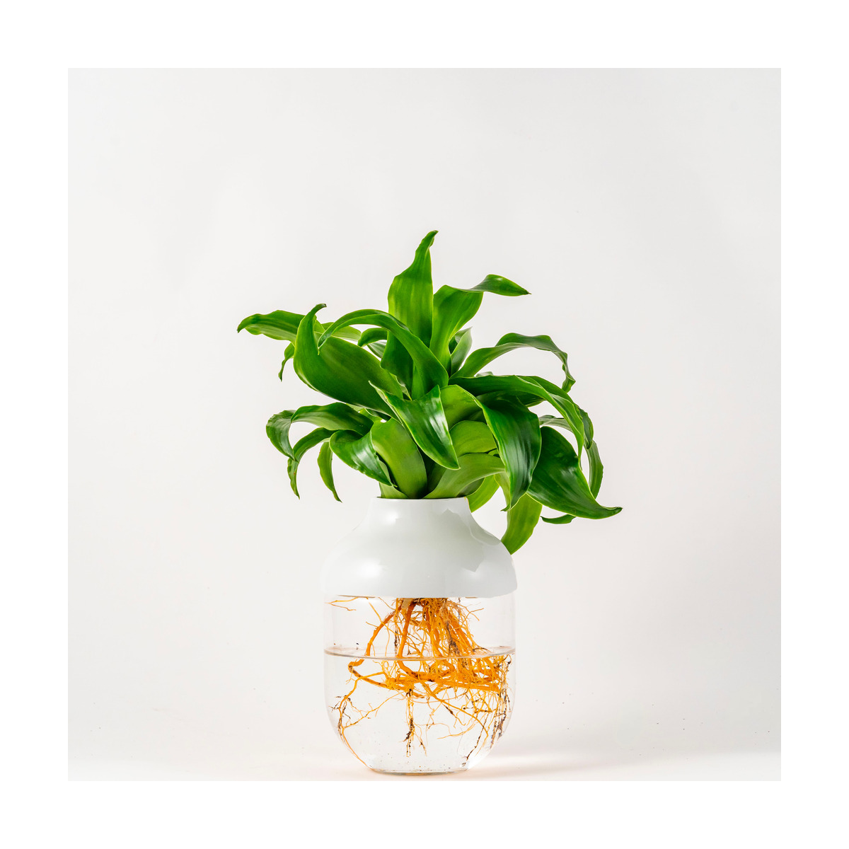 Tot’ – Totem végétal en verre et porcelaine de limoges blanche Dracaena Tot’ Parfait – Tot’ Tot’ – Totem végétal en verre et porcelaine de limoges blanche Dracaena Tot’ Parfait – Tot’