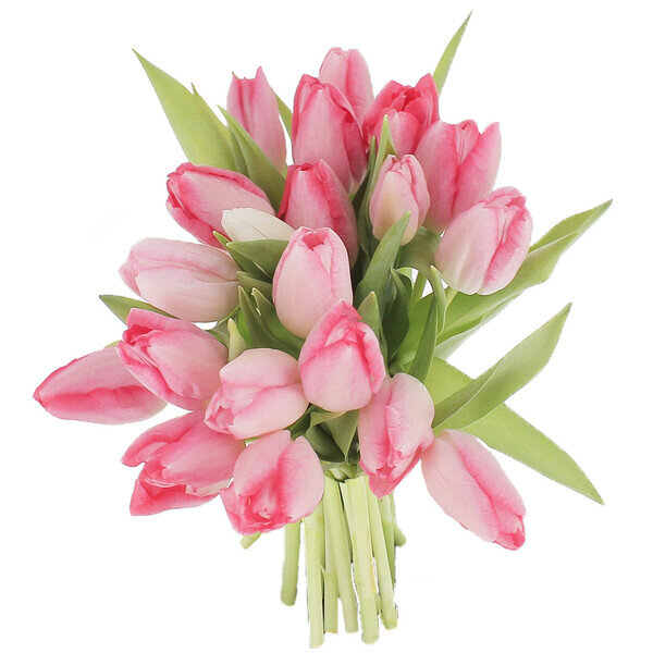 Florajet – 20 TULIPES ROSES Florajet – 20 TULIPES ROSES