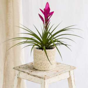 Everspring – Bromelia Amira Everspring – Bromelia Amira