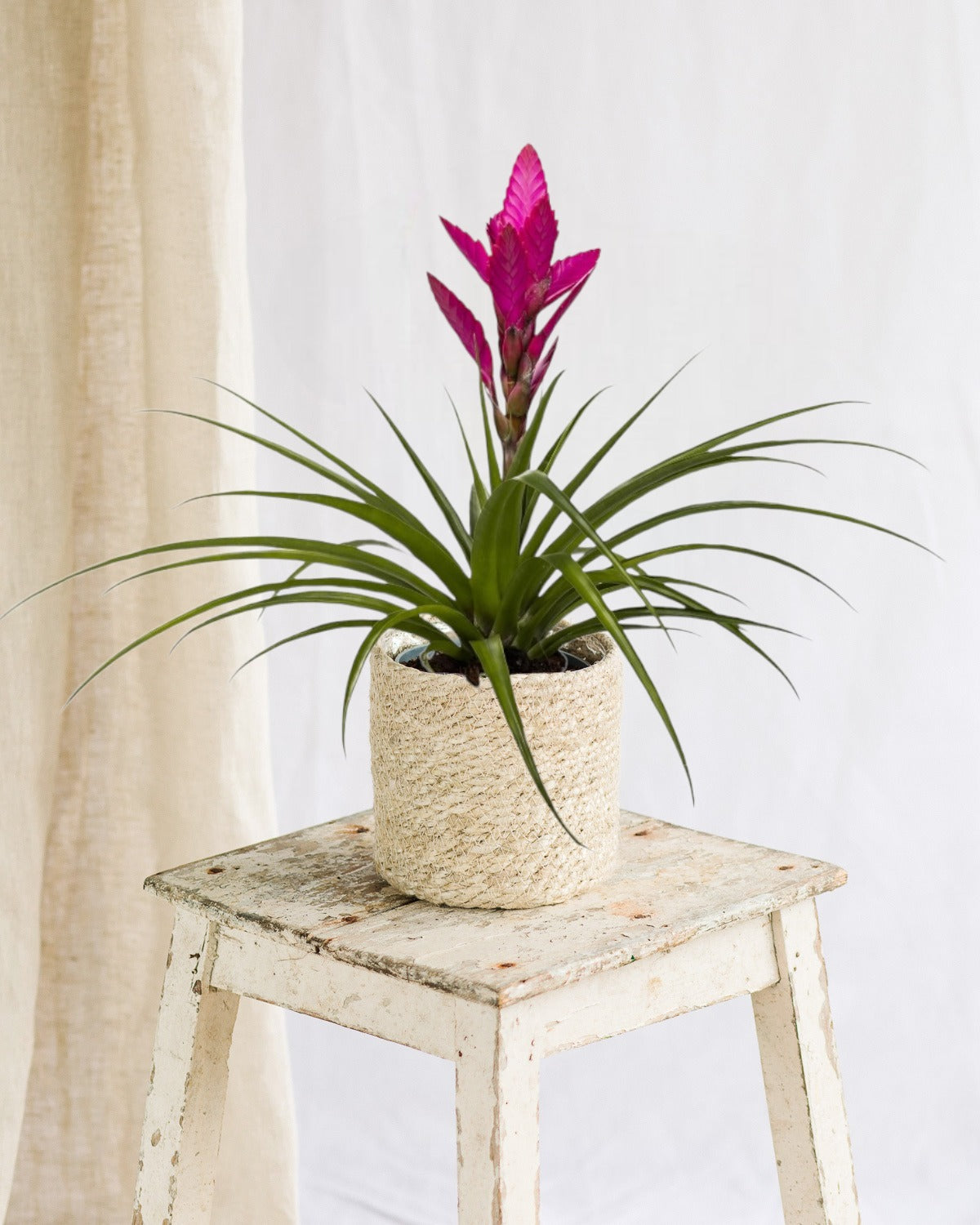 Everspring – Bromelia Amira Everspring – Bromelia Amira