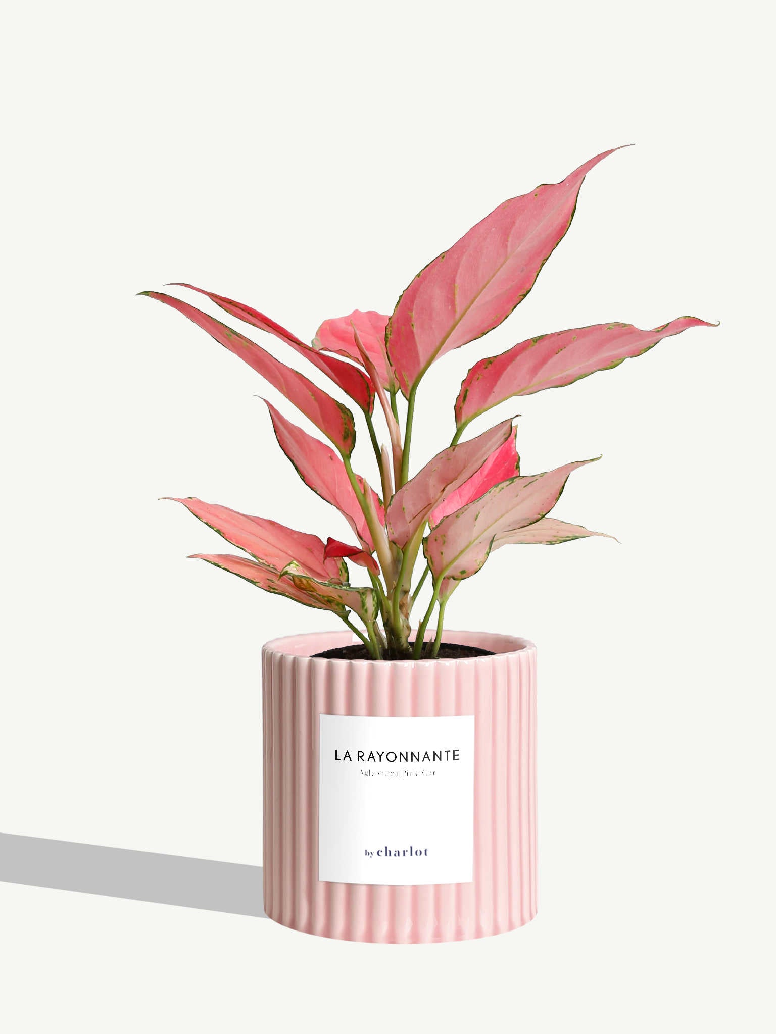 Herbarium – La Rayonnante Herbarium – La Rayonnante