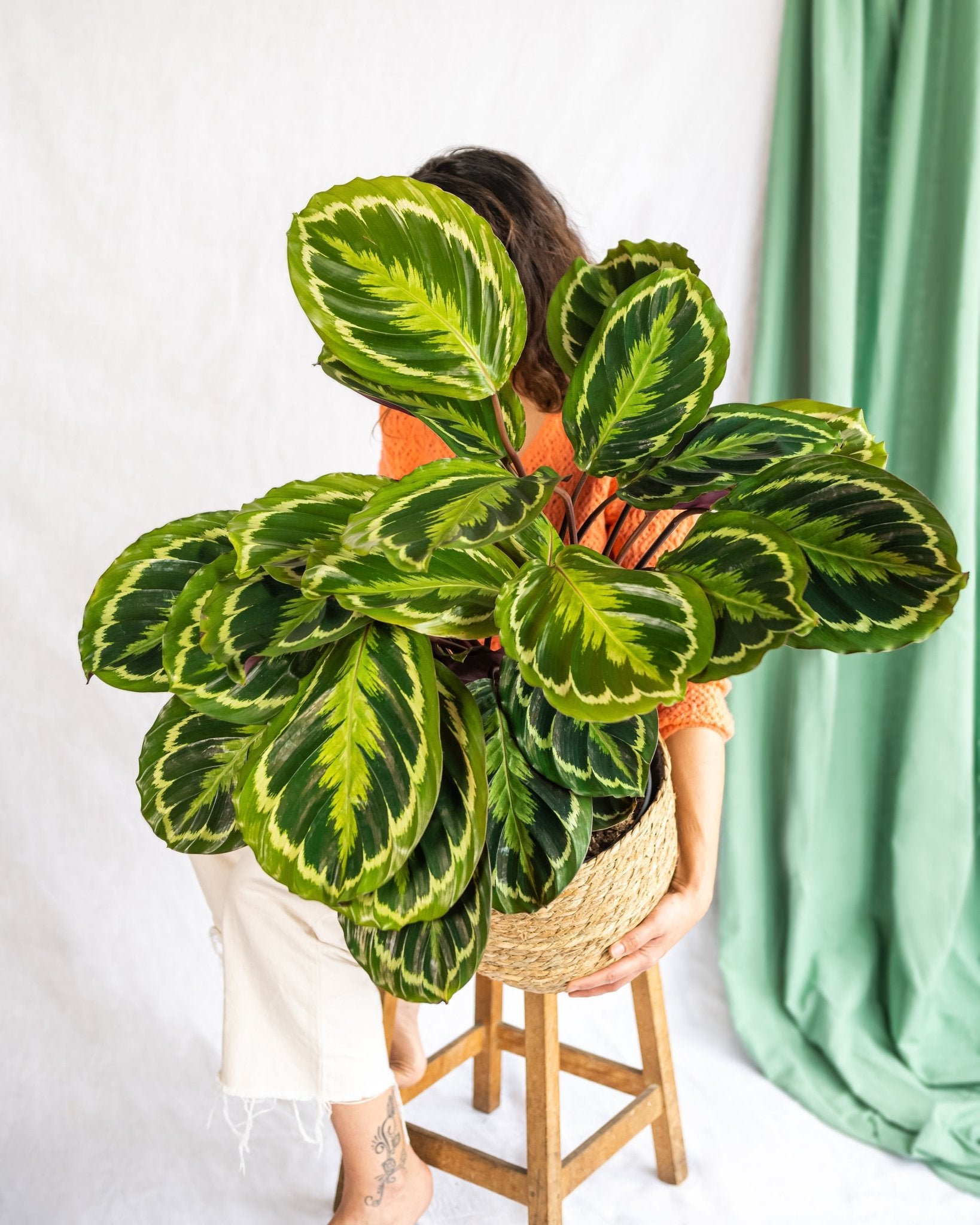 Everspring – Calathea Médaillon Everspring – Calathea Médaillon