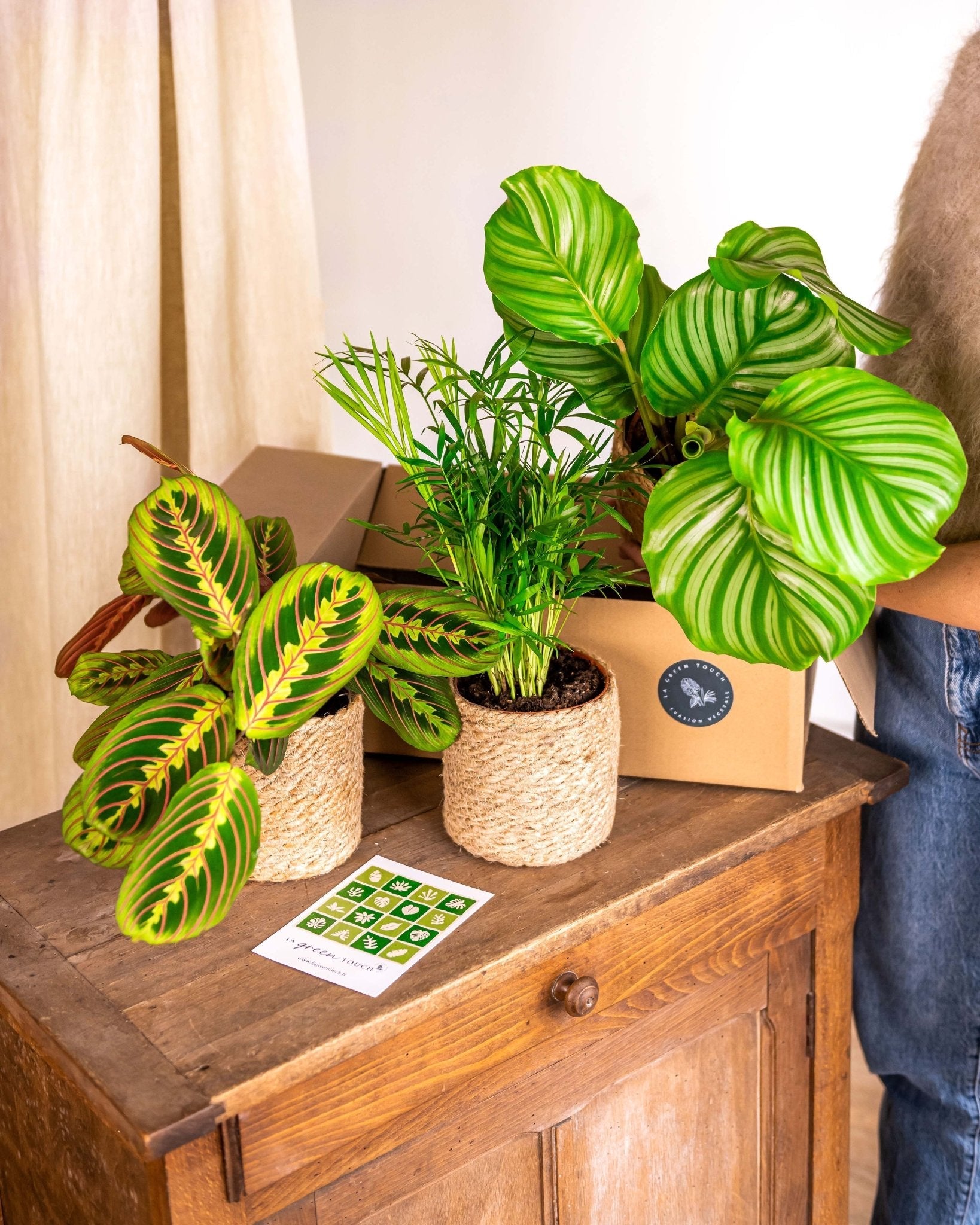 La Green Touch – Coffret de Plantes Pets Friendly La Green Touch – Coffret de Plantes Pets Friendly