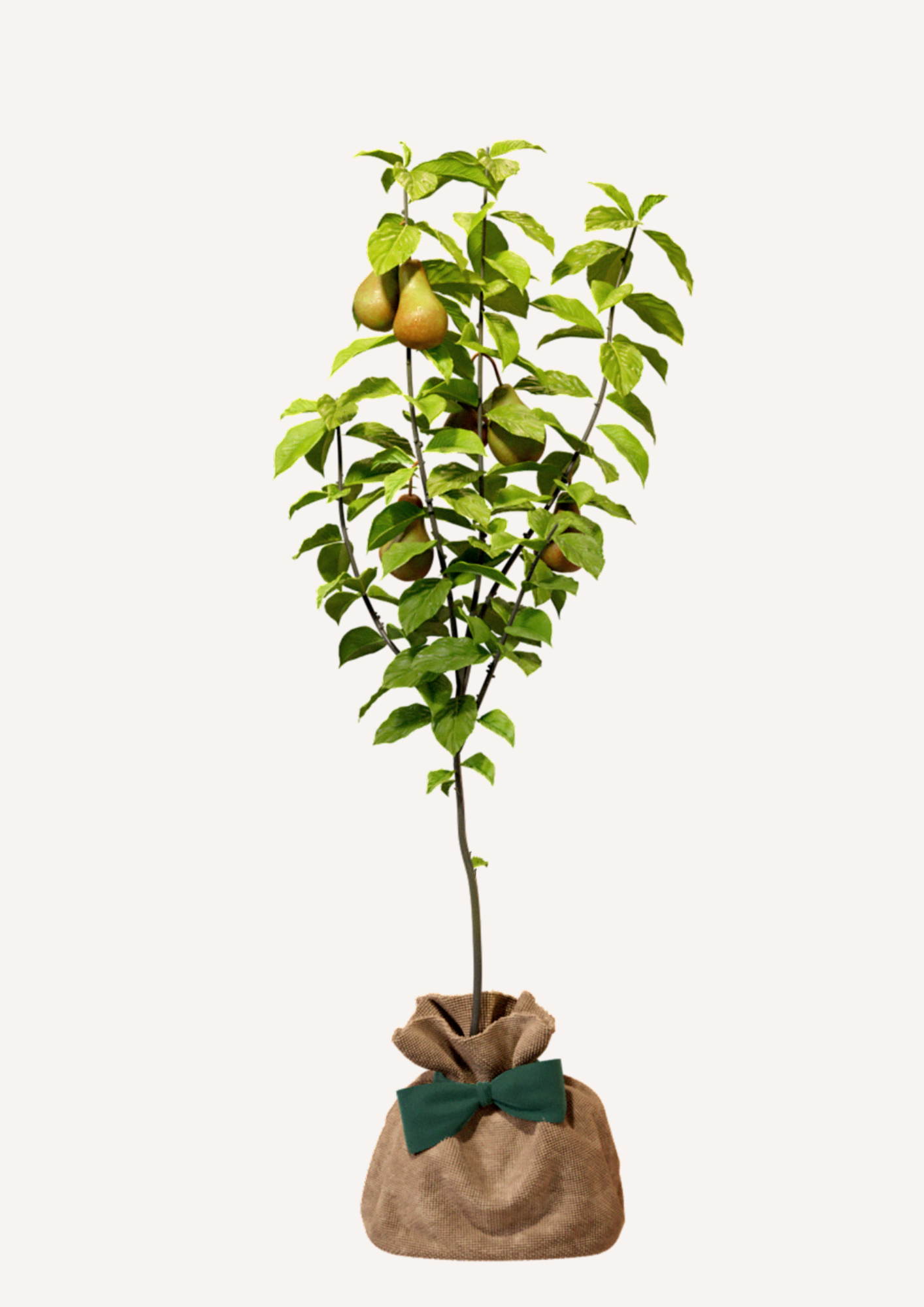 Justeunarbre – Offrez un arbre en cadeau – poirier Offrez un arbre en cadeau - poirier