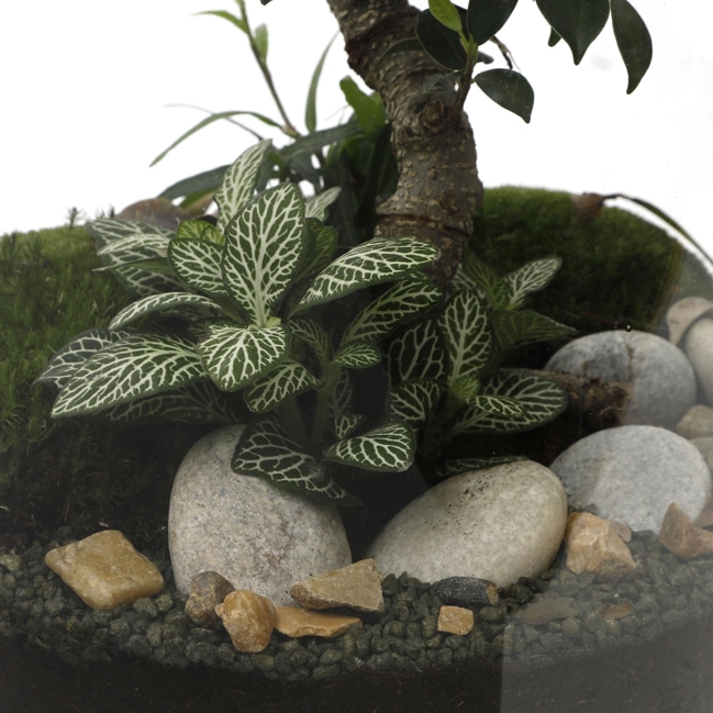 Terrarium bonsaï large Terrarium bonsaï large