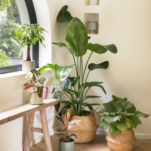 Bergamotte – Tribu Emménagement Tribu Emménagement - Livraison plantes - Plantes vertes Bergamotte